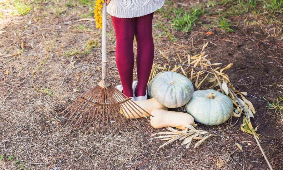 Pâtisson, Bonnet de prêtre - planter, cultiver, récolter